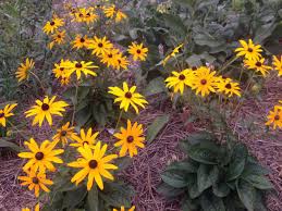 Image result for Rudbeckia fulgida