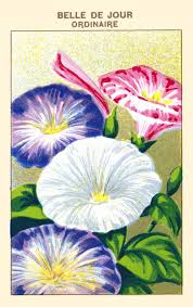 Attēlu rezultāti vaicājumam “Convolvulaceae”