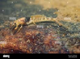 Attēlu rezultāti vaicājumam “Ephemera vulgata”