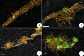Attēlu rezultāti vaicājumam “Palustriella commutata sporophyte”