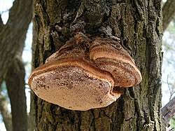 Attēlu rezultāti vaicājumam “Inonotus rheades”