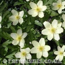 Attēlu rezultāti vaicājumam “Anemone x lipsiensis”