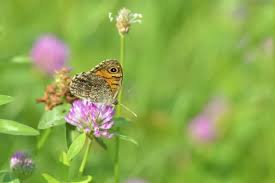 Attēlu rezultāti vaicājumam “Lasiommata megera underside”