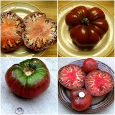 Afbeeldingsresultaat voor 1884 purple tomato