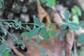 Attēlu rezultāti vaicājumam “Melilotus albus leaf”