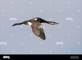 Attēlu rezultāti vaicājumam “Podiceps grisegena adult”