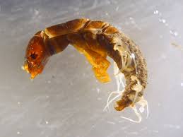 Attēlu rezultāti vaicājumam “Megaloptera”