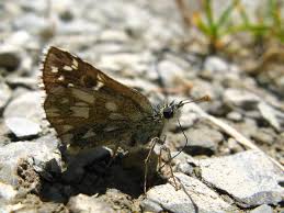 Attēlu rezultāti vaicājumam “Pyrgus serratulae”