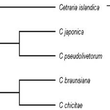 Attēlu rezultāti vaicājumam “Cetrelia sp.”