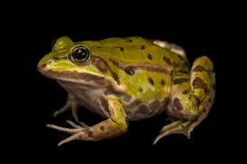 Attēlu rezultāti vaicājumam “Pelophylax”