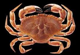 Image result for Cancer borealis