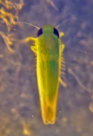 Attēlu rezultāti vaicājumam “Empoasca sp.”