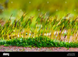 Attēlu rezultāti vaicājumam “Tortula muralis sporophyte”