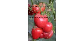 Afbeeldingsresultaat voor erdie family oxheart tomato