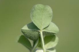 Image result for Trifolium incarnatum