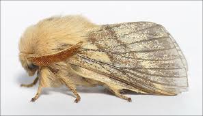 Attēlu rezultāti vaicājumam “Malacosoma castrensis male”