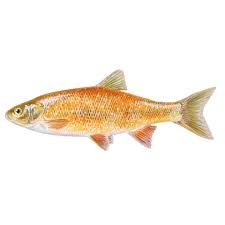 Attēlu rezultāti vaicājumam “Leuciscus idus”