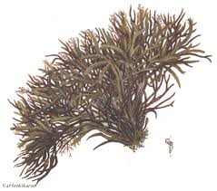 Attēlu rezultāti vaicājumam “Furcellaria lumbricalis”