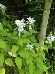 Attēlu rezultāti vaicājumam “Campanula latifolia leaf”
