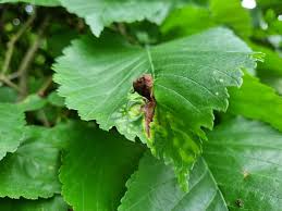 Attēlu rezultāti vaicājumam “Tetraneura ulmi”