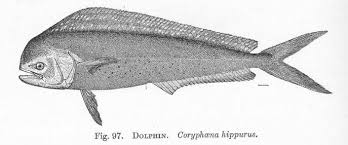 Image result for Coryphaena hippurus