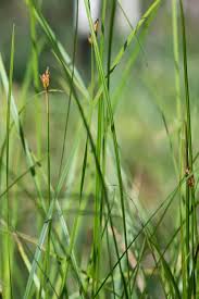 Attēlu rezultāti vaicājumam “Carex chordorrhiza”