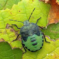 Attēlu rezultāti vaicājumam “Palomena prasina imago”