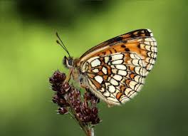 Attēlu rezultāti vaicājumam “Mellicta athalia larva”