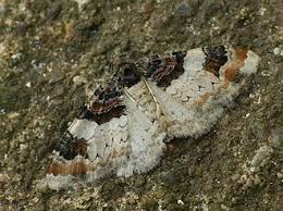 Attēlu rezultāti vaicājumam “Catarhoe cuculata”