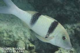 Image result for Parupeneus trifasciatus