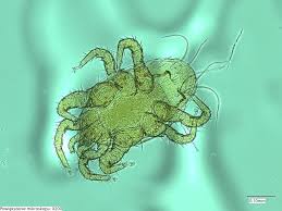 Attēlu rezultāti vaicājumam “Dendrophagus crenatus”