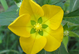 Attēlu rezultāti vaicājumam “Onagraceae”