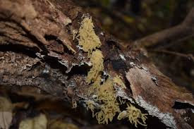 Attēlu rezultāti vaicājumam “Cribraria tenella spores”