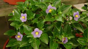 Image result for Exacum affine