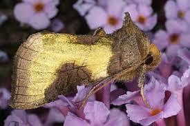 Attēlu rezultāti vaicājumam “Diachrysia tutti”