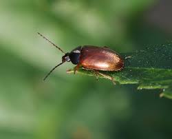 Attēlu rezultāti vaicājumam “Isomira murina”