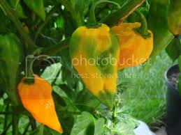 Afbeeldingsresultaat voor yellow fratali hot pepper