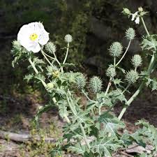 Attēlu rezultāti vaicājumam “Papaver argemone flower”