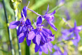 Image result for Consolida regalis