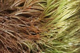 Attēlu rezultāti vaicājumam “Paraleucobryum longifolium”