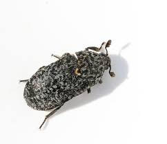 Attēlu rezultāti vaicājumam “Dermestes murinus”