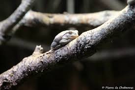 Attēlu rezultāti vaicājumam “Hyla arborea”