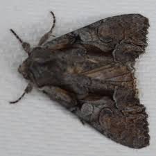 Attēlu rezultāti vaicājumam “Lacanobia contigua imago”