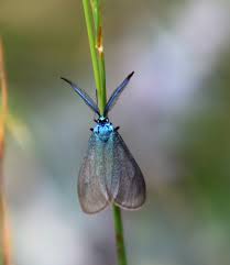 Attēlu rezultāti vaicājumam “Zygaenidae”