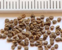 Attēlu rezultāti vaicājumam “Hyoscyamus niger”