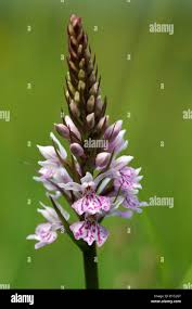 Attēlu rezultāti vaicājumam “Dactylorhiza fuchsii leaf”