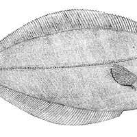 Image result for Reinhardtius hippoglossoides