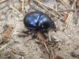 Attēlu rezultāti vaicājumam “Geotrupes stercorarius”