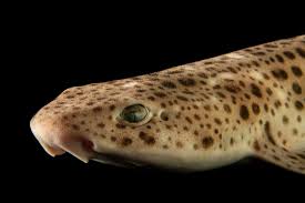 Image result for Scyliorhinus stellaris