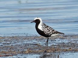 Attēlu rezultāti vaicājumam “Pluvialis squatarola”